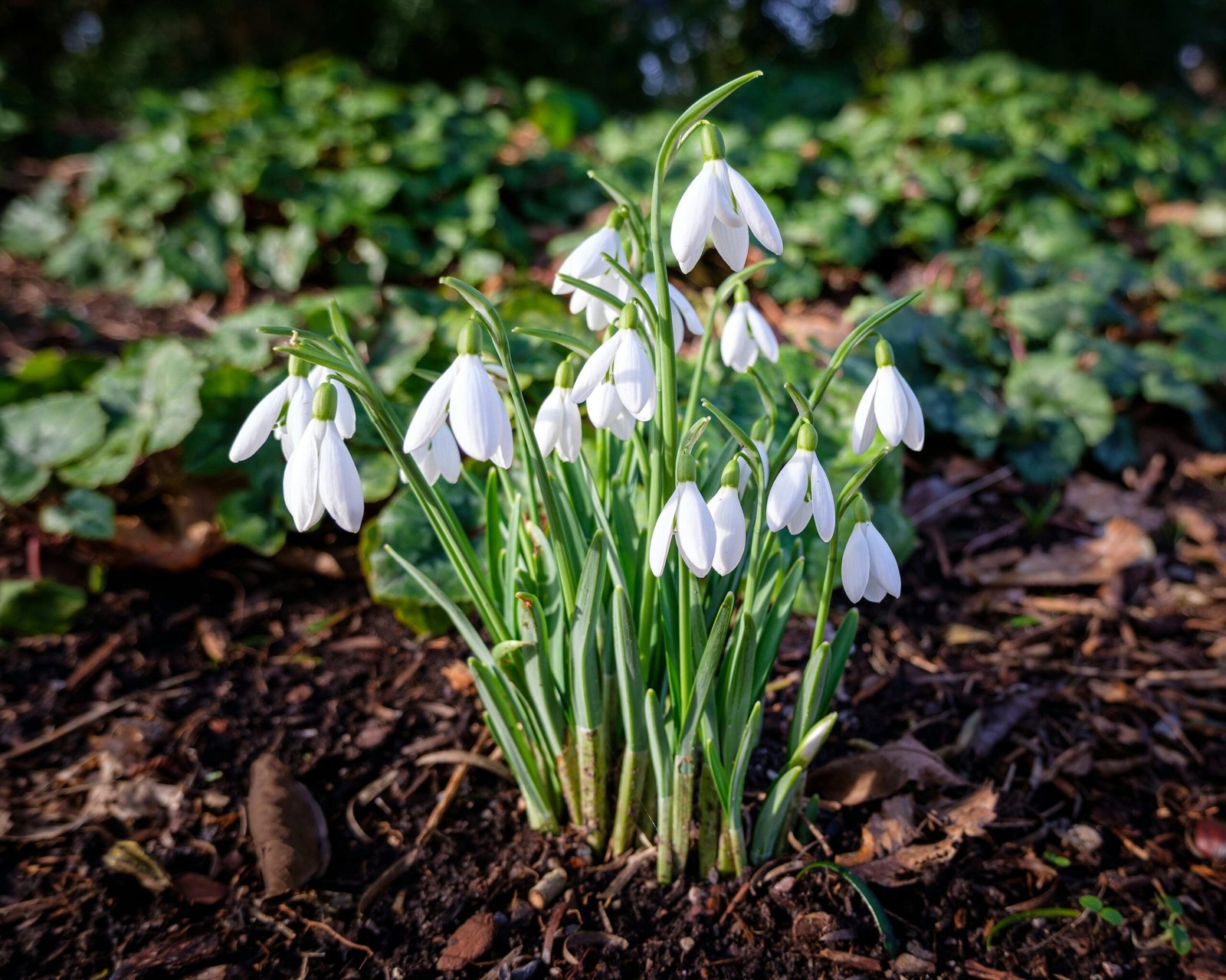 Genius Gardening Hacks